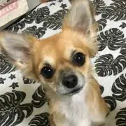 さこの画像