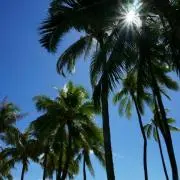 夏奈の画像