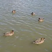 ハコの画像