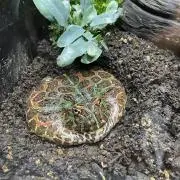 もっちゃん