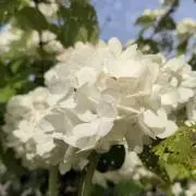 kayochanの画像