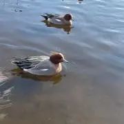 ひーくんの画像