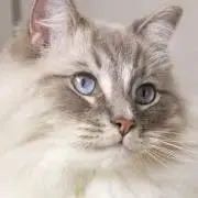 宇