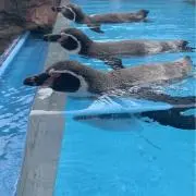 らんちゃん