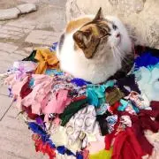 mgnsprの画像