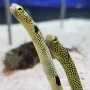 トーナスの画像