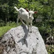 goatの画像