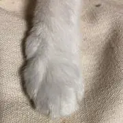 みらくるミルクの画像