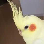 ボブ（断捨離中）の画像