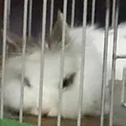 Tomの画像