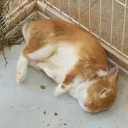 ONP