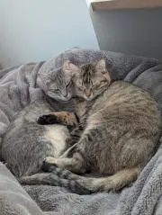 かや　猫飼育中　プロフ必の画像