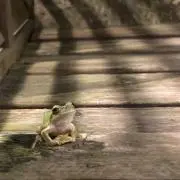 かえるの画像