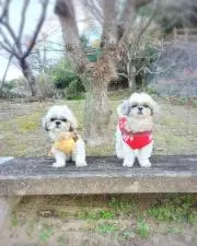 ぶりの画像