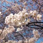 しらたまの画像