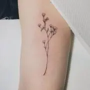 tapiの画像