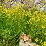 ＹＡＫの画像