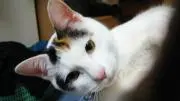 ドラの画像