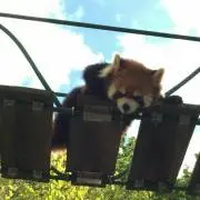 ちっちの画像