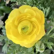 ビビットの画像