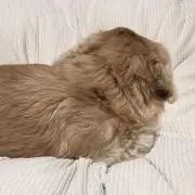 たいさ