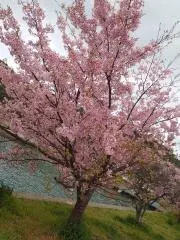 のんのんの画像