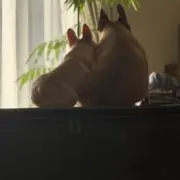 たけまん