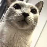 ゆずさくらの画像