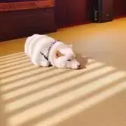 あいの画像