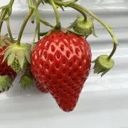 けんちゃまの画像