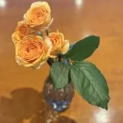 cloverai〜買ってくだ祭！フェア〜の画像