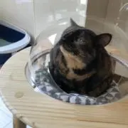 きみせきの画像