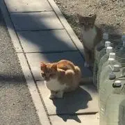 ゆてぃ