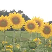 にけぽんの画像