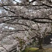 はちの画像