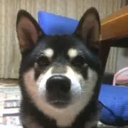 のっき
