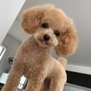 momoの画像