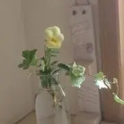 ぽっぽの画像