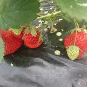 さきの画像