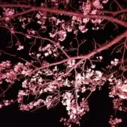 hiroの画像
