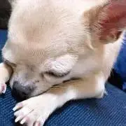 Harukaの画像