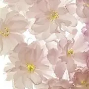 ここの画像