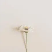a.o .値段交渉歓迎の画像