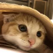 きなこもちの画像