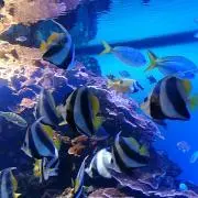 りんりん♪