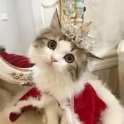 シナモンの画像