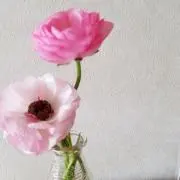 sa ofstyeの画像