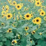 こなつ✳︎プロフ必読★断捨離中