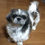 tomo☆