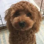 さゆ